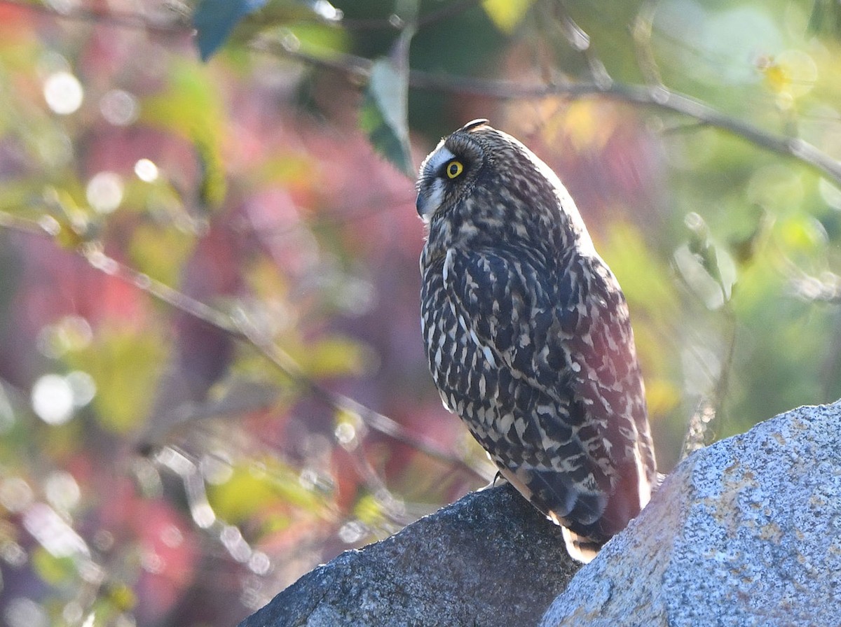 Zingira-hontza - ML645307481