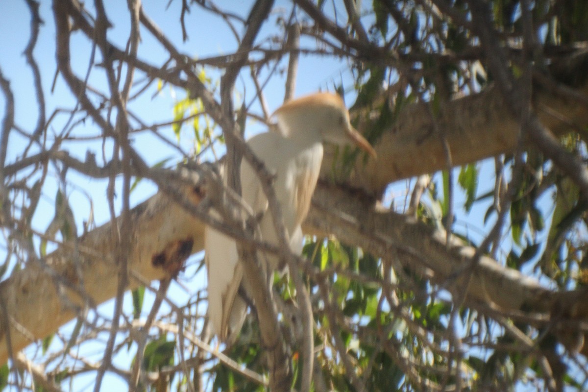 Western Cattle-Egret - ML645307487