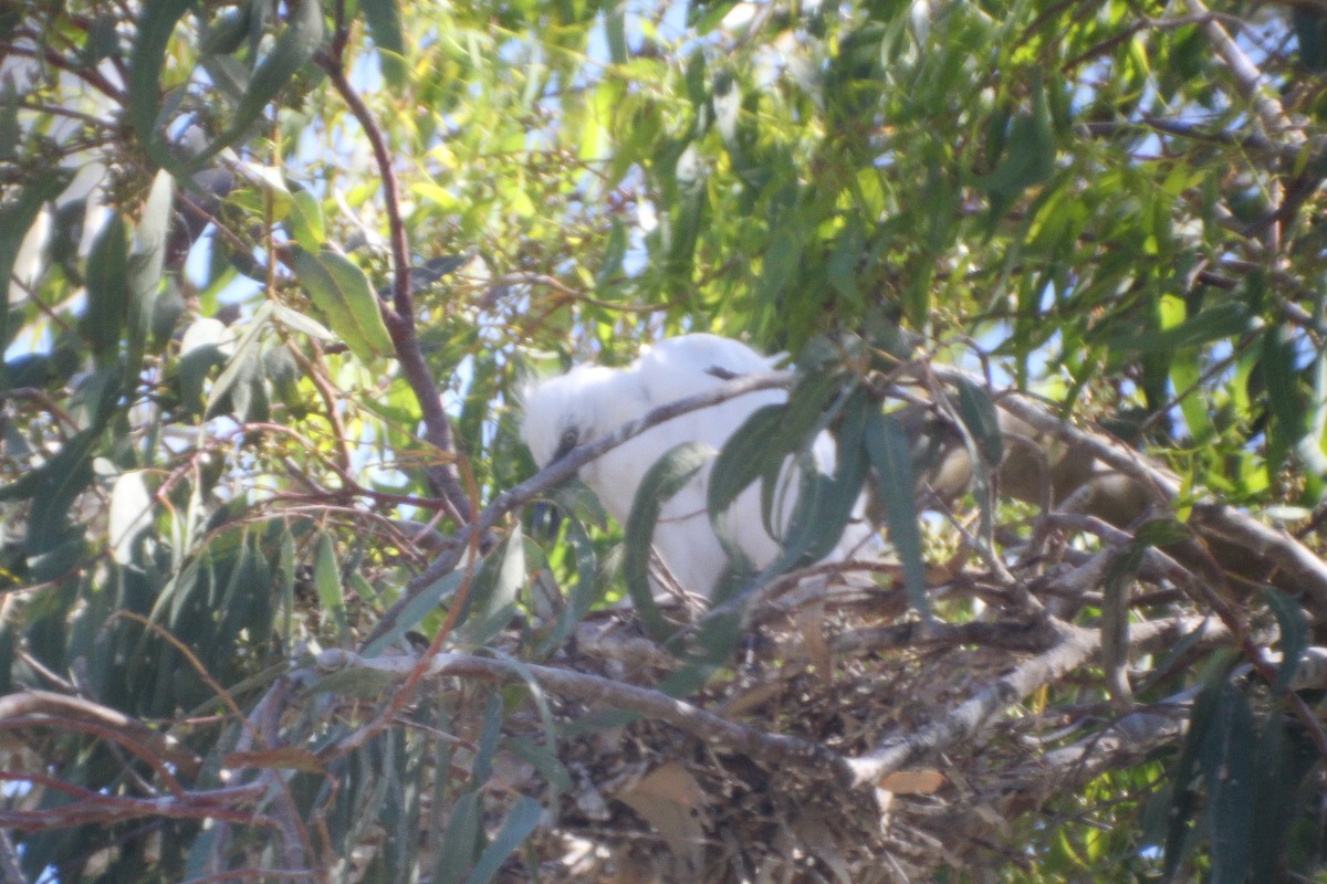 Western Cattle-Egret - ML645307488