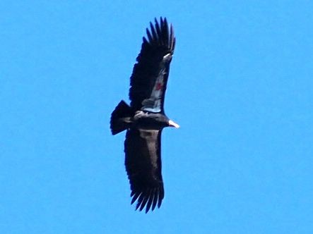 Kalifornienkondor - ML645307491