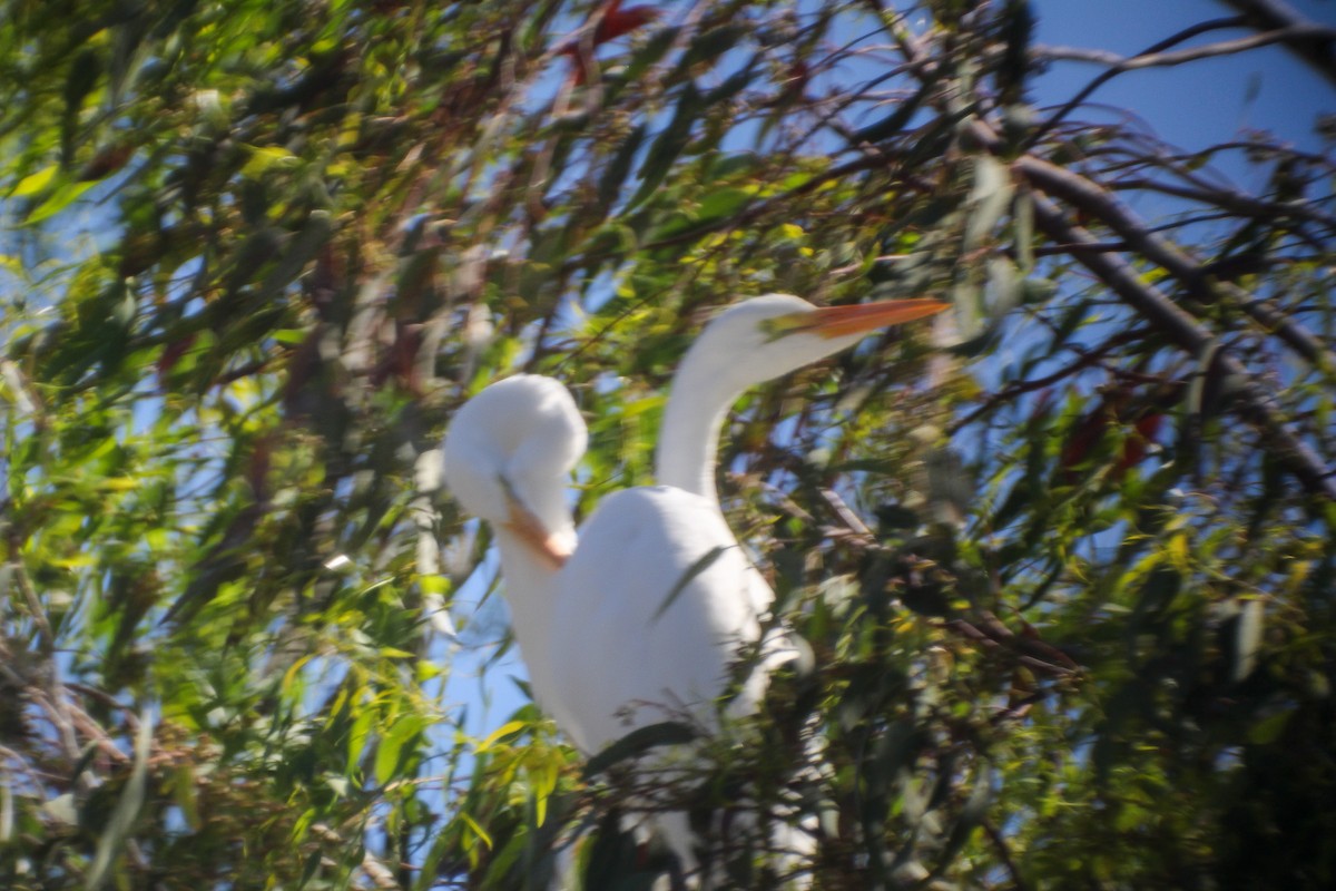 Garceta Grande - ML645307494