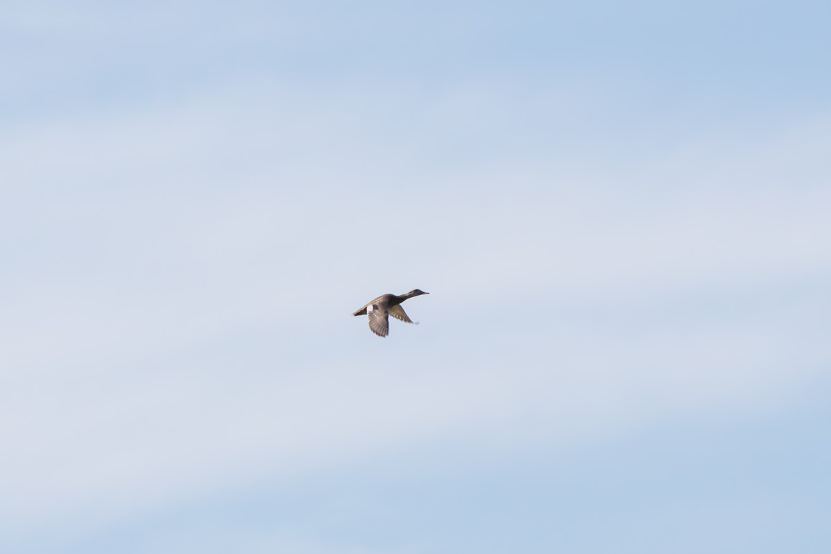 Нерозень - ML645307515