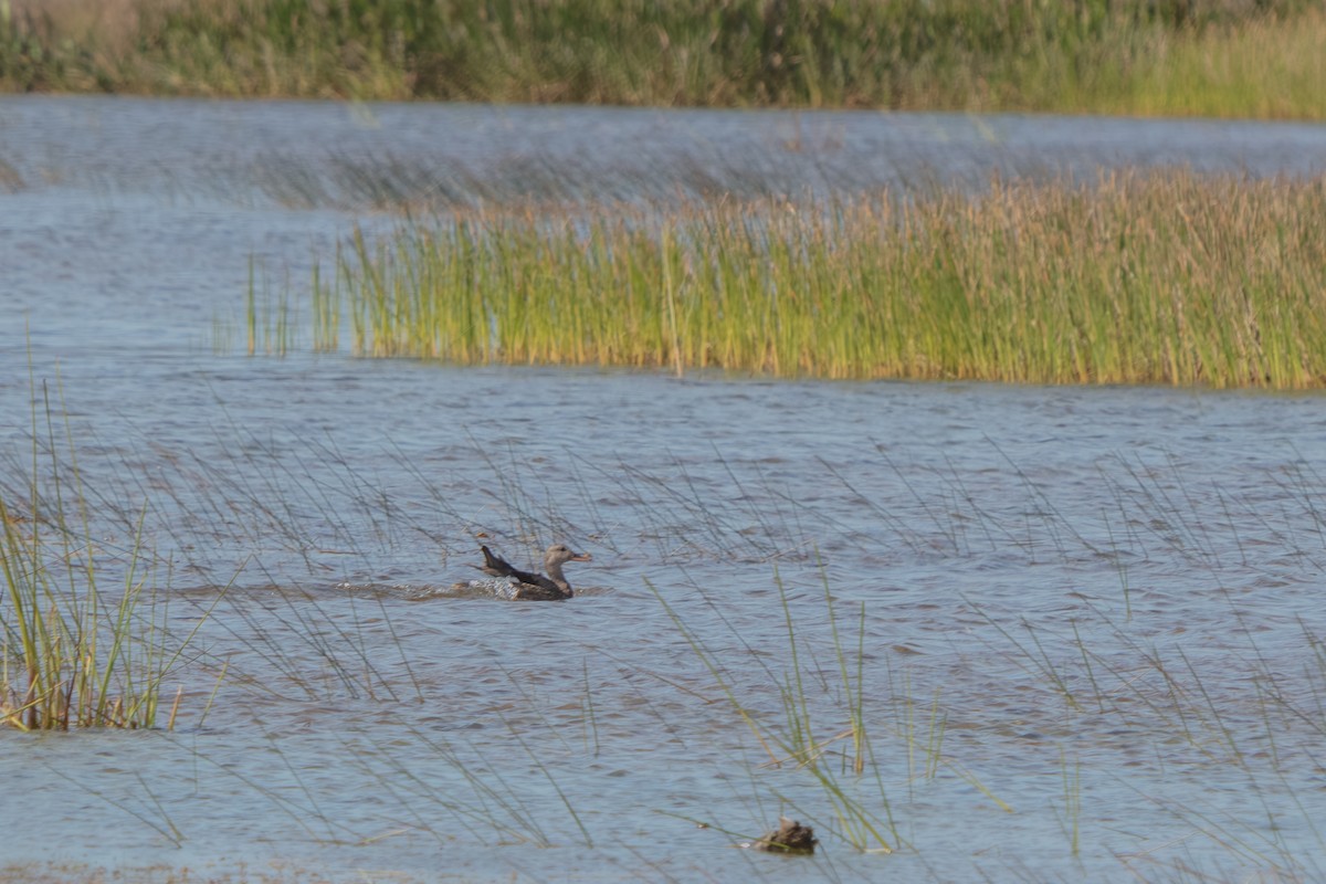 Нерозень - ML645307517