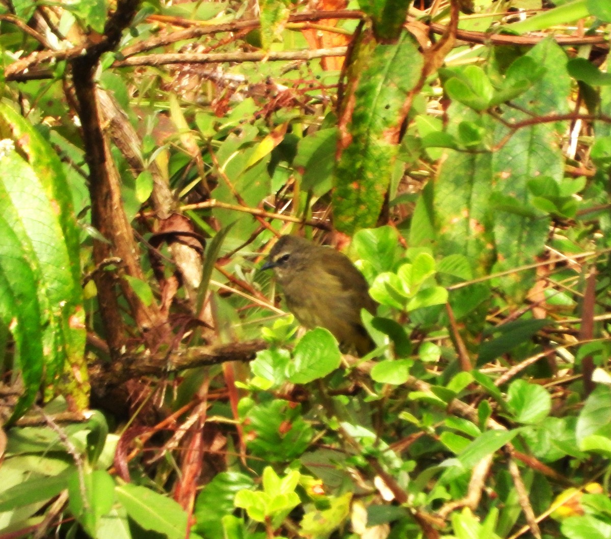 Flavescent Bulbul - ML645307518