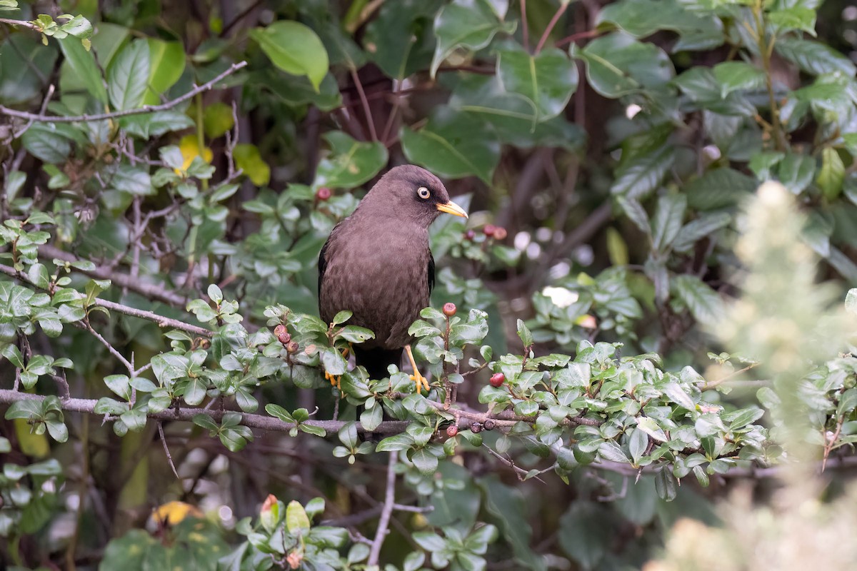 Sooty Thrush - ML645307602