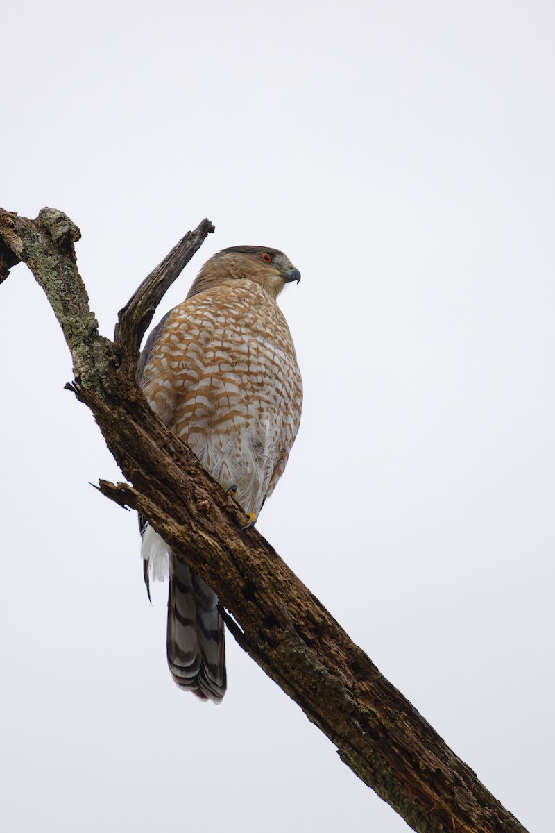 Cooper's Hawk - ML645307603