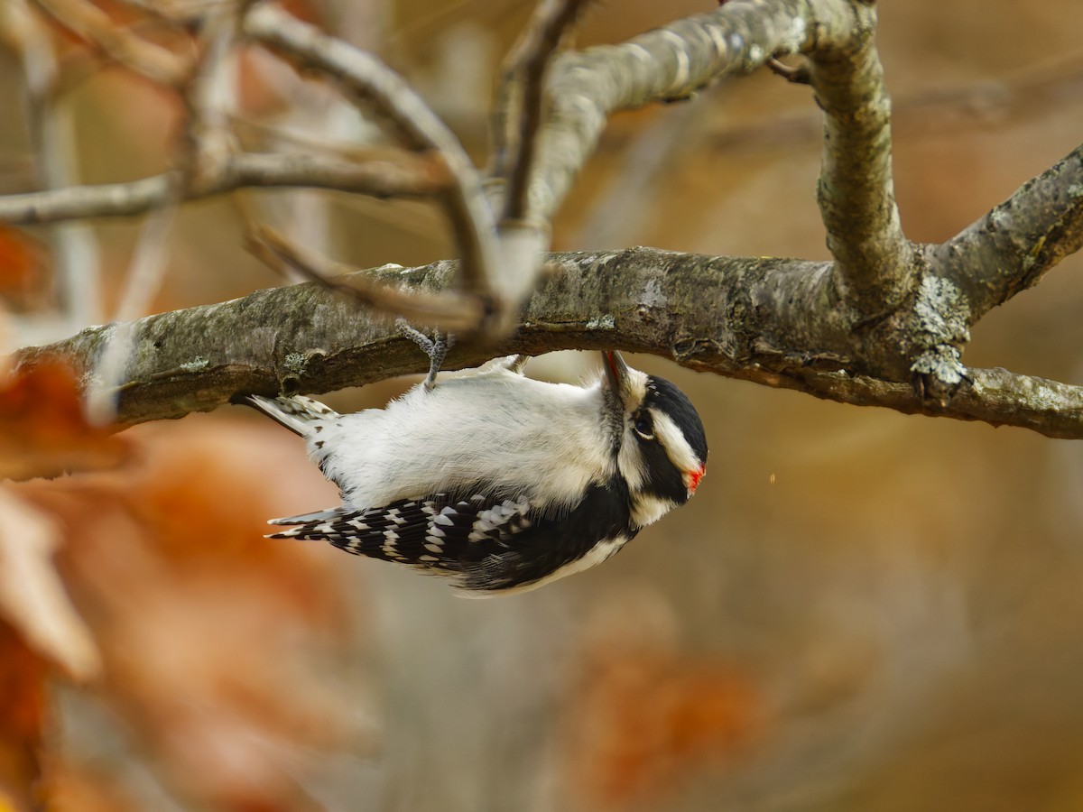 Downy Woodpecker - ML645307605