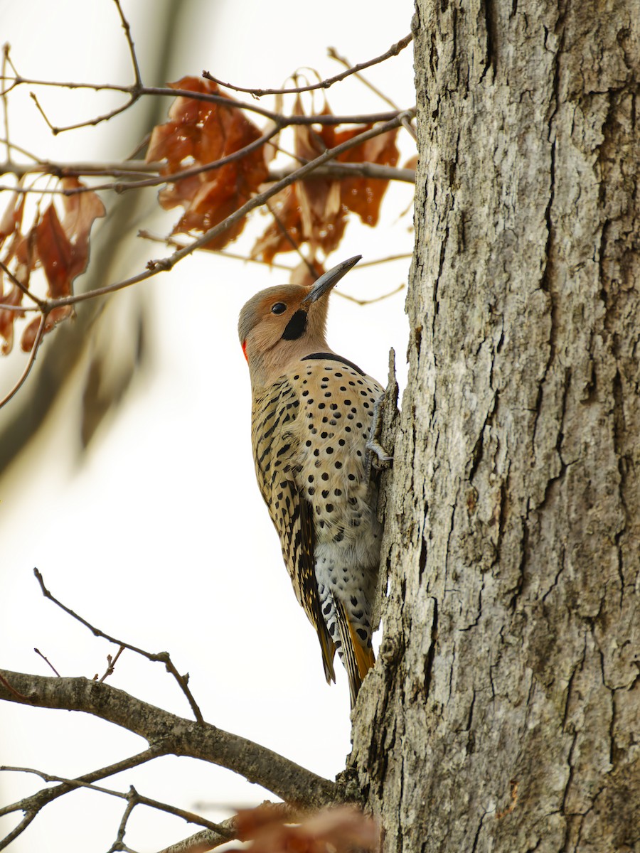Northern Flicker - ML645307607