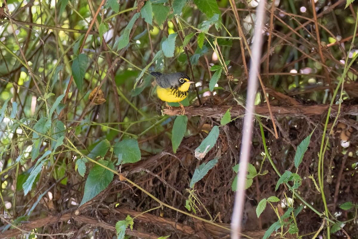 Reinita Canadiense - ML645307608