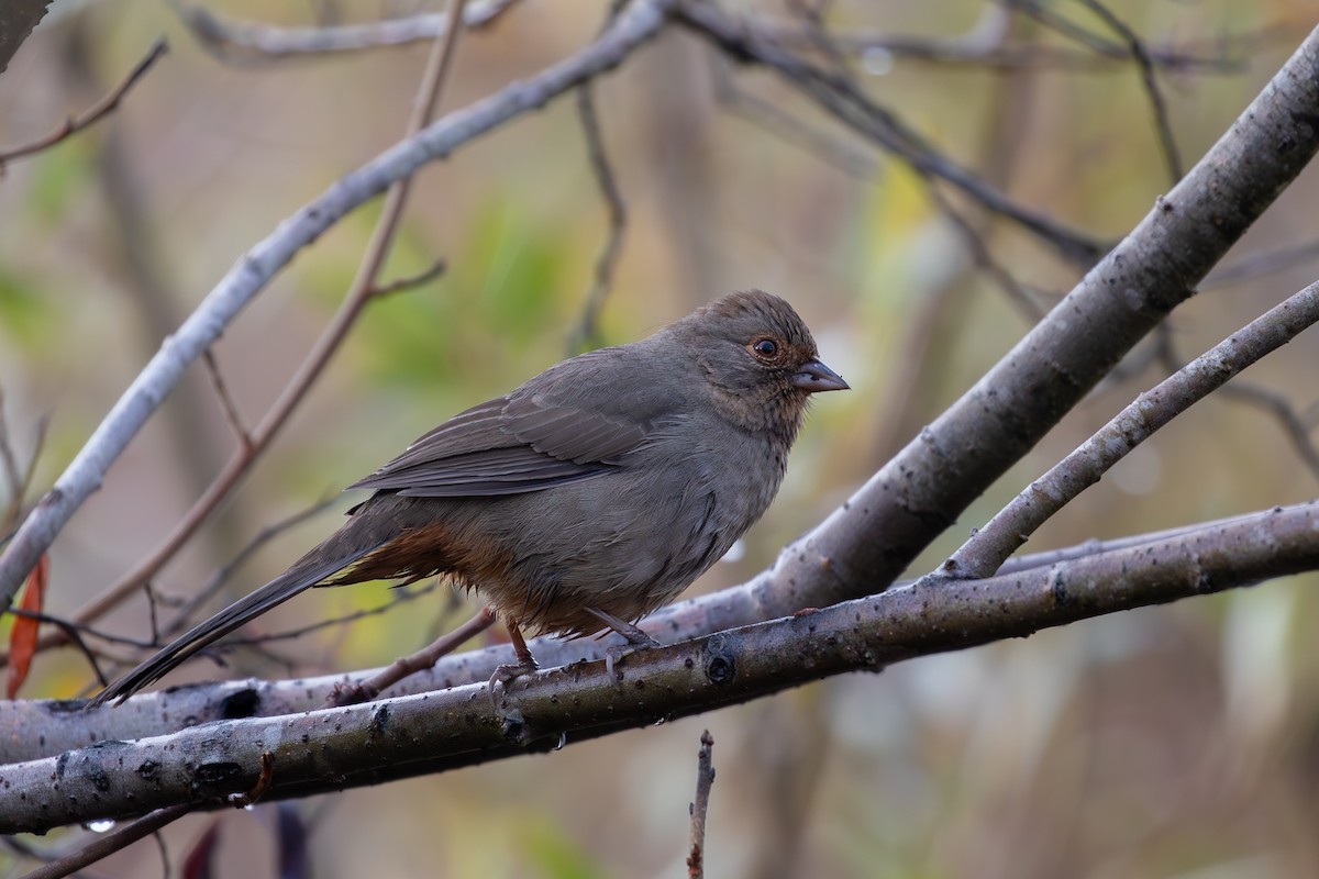 California Towhee - ML645307610