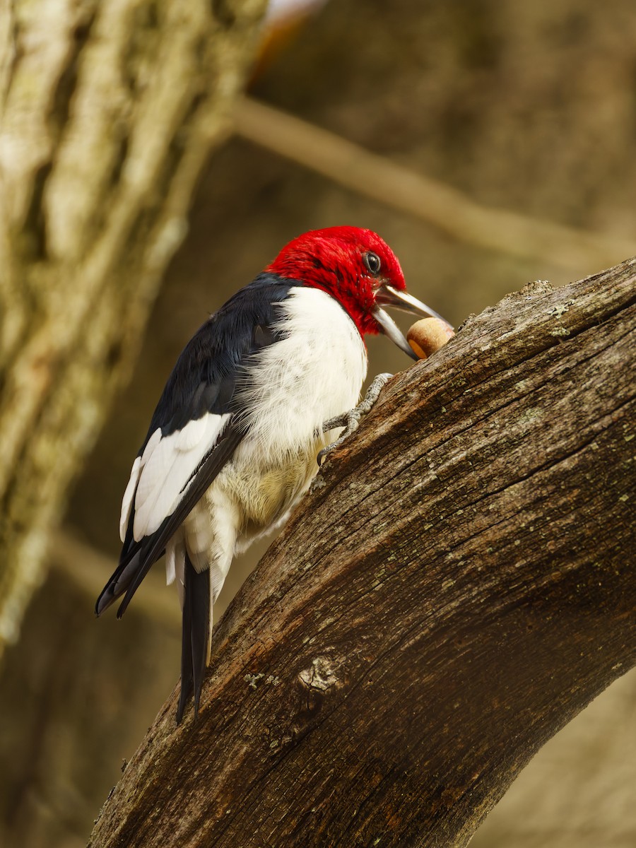 Red-headed Woodpecker - ML645307611
