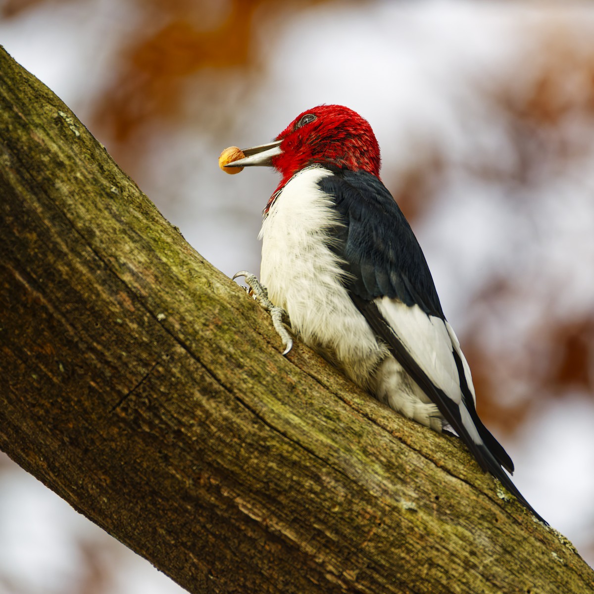 Red-headed Woodpecker - ML645307612