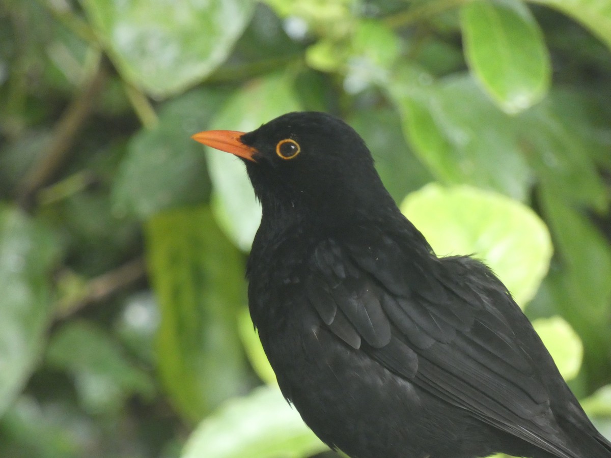 Eurasian Blackbird - ML645307622