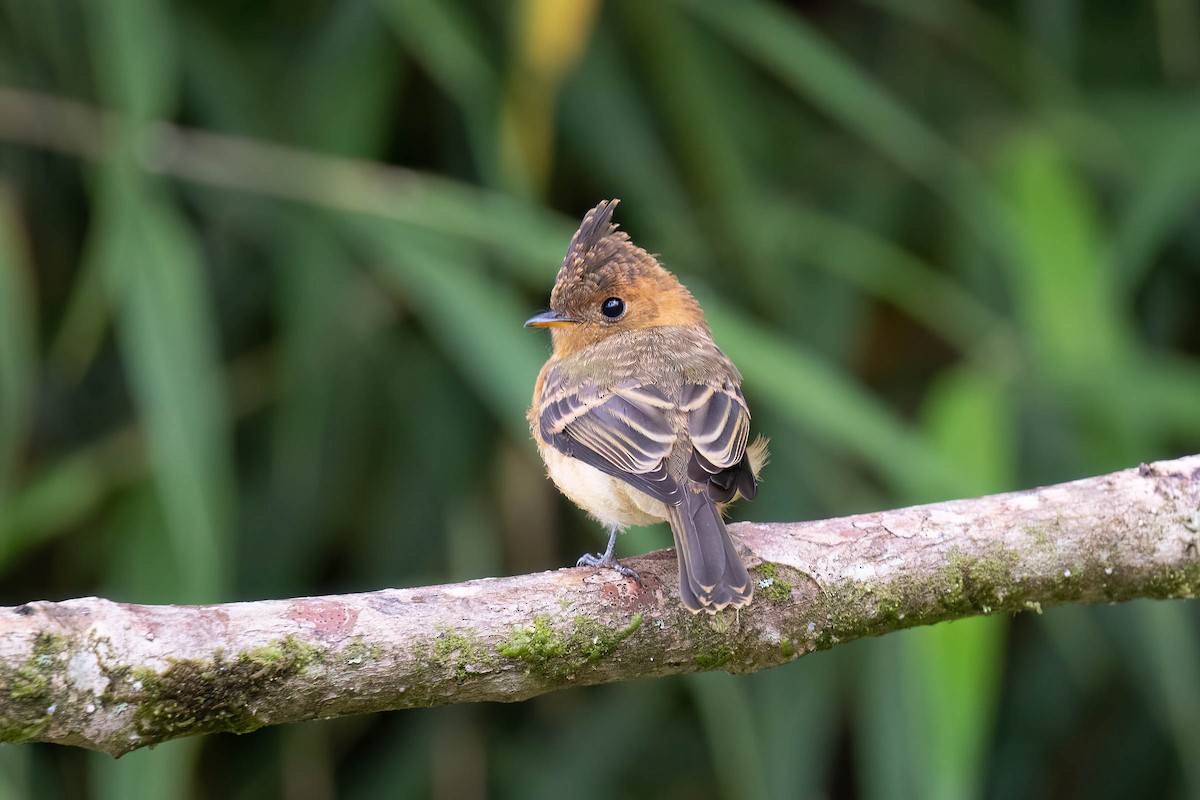 Tufted Flycatcher - ML645307623