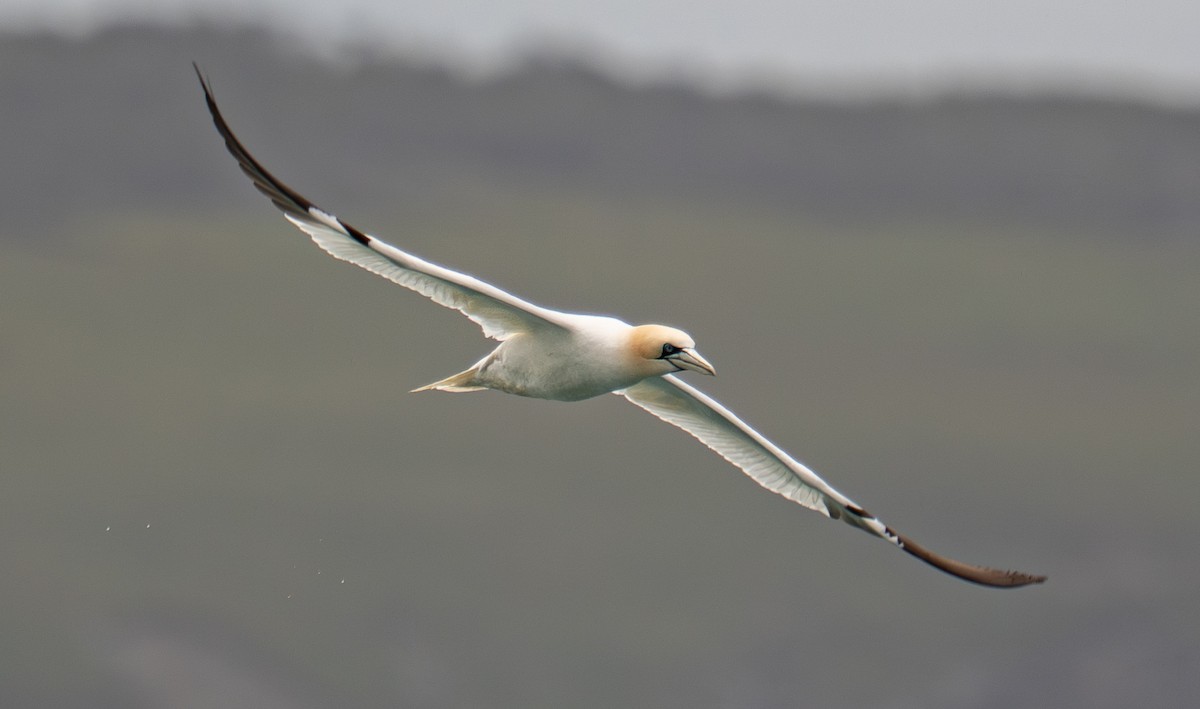Northern Gannet - ML645307643