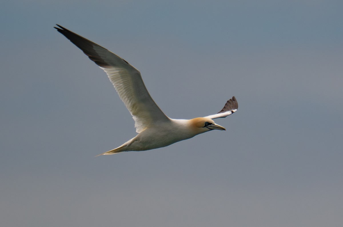Northern Gannet - ML645307644