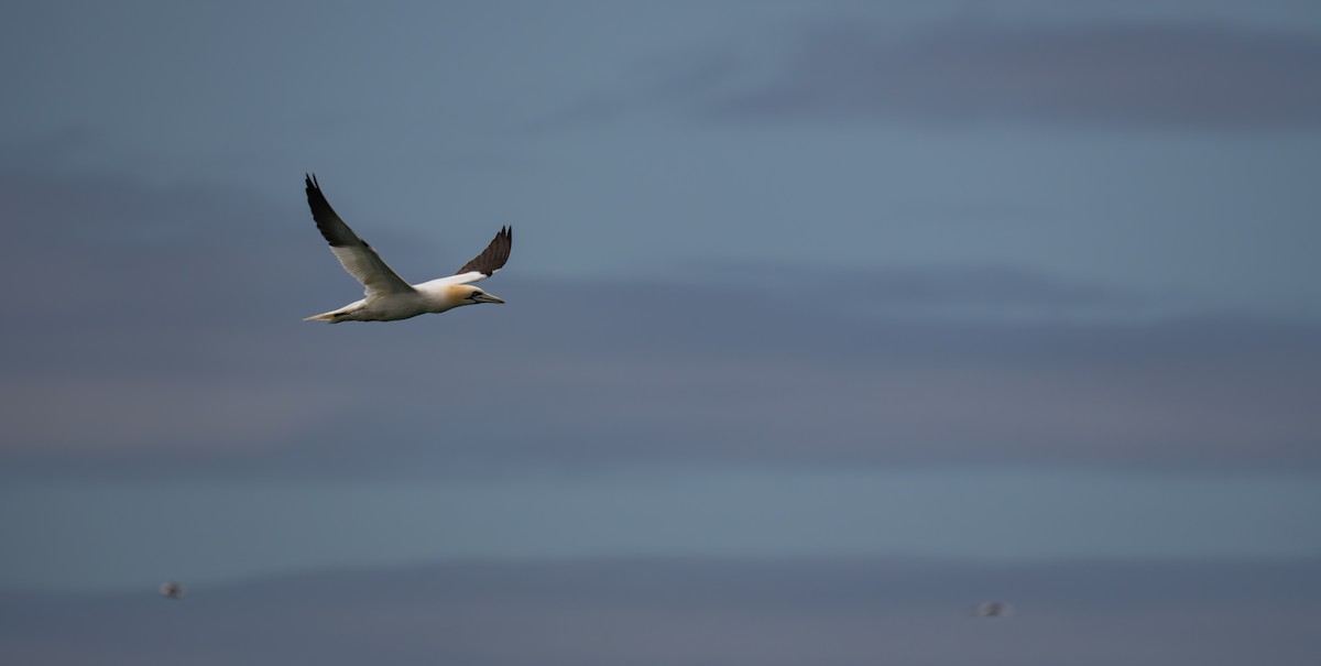 Northern Gannet - ML645307645