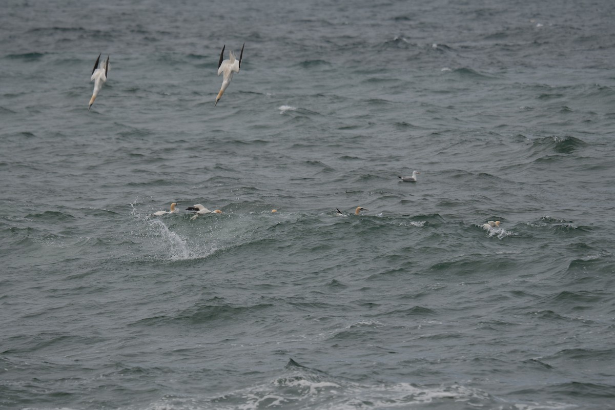 Northern Gannet - ML645307646