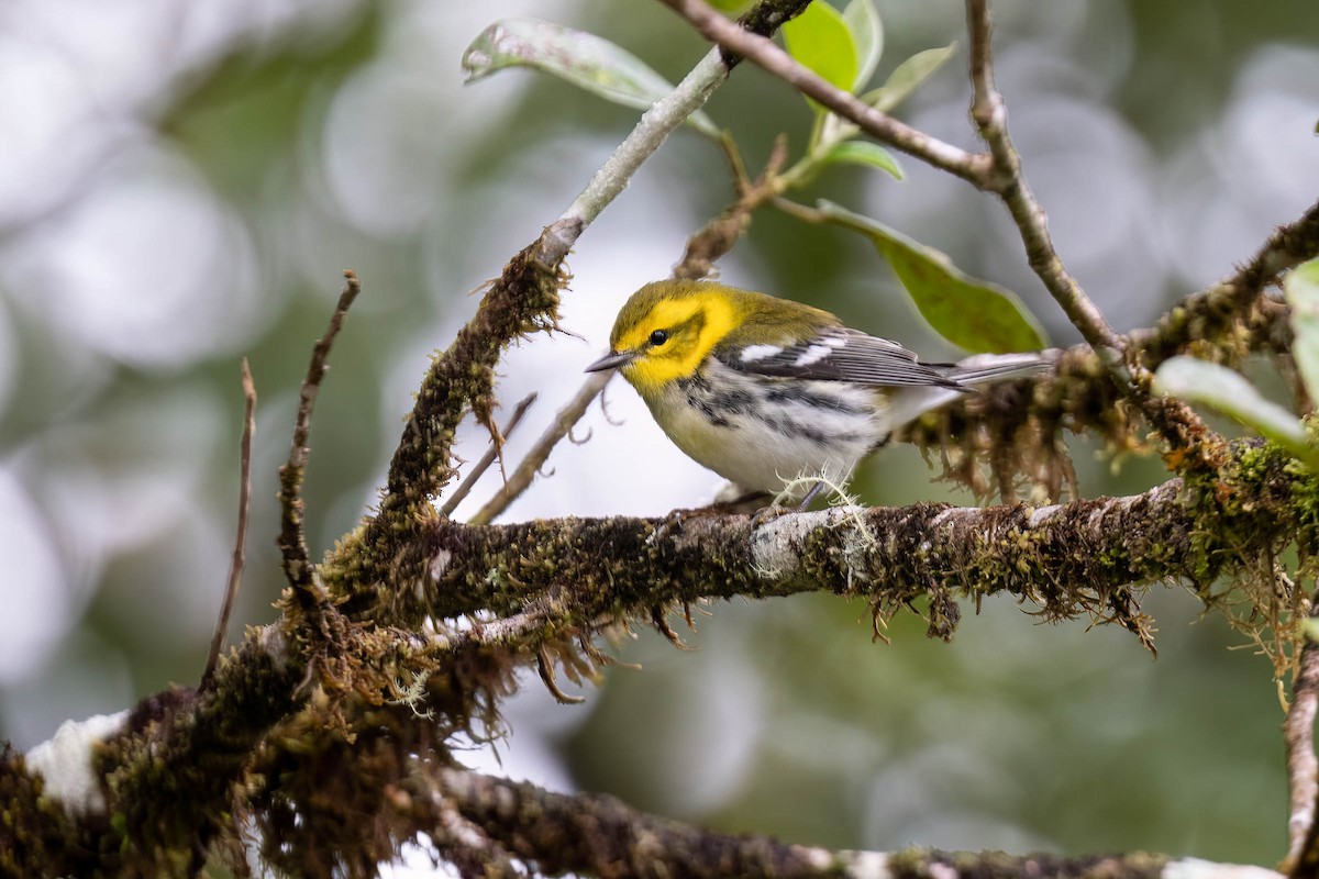 Black-throated Green Warbler - ML645307647
