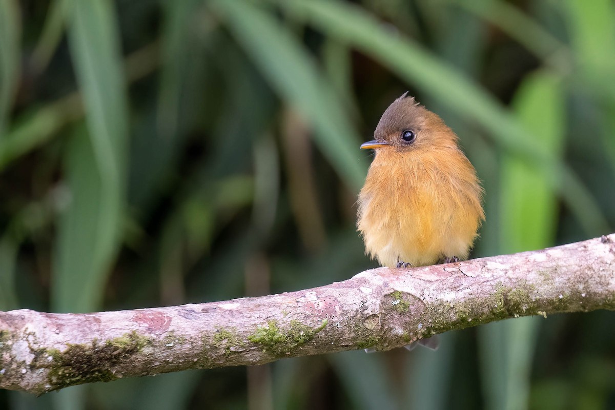 Tufted Flycatcher - ML645307648