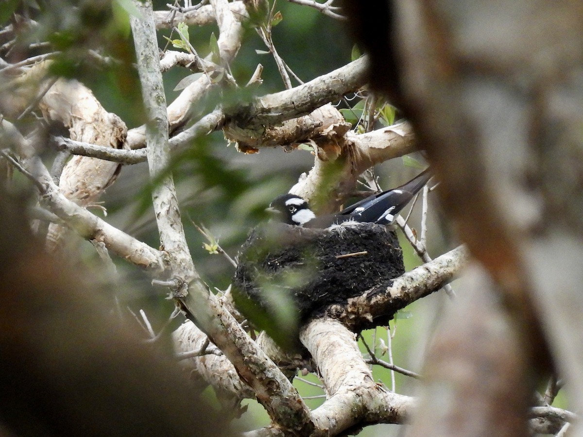 Magpie-lark - ML645307653