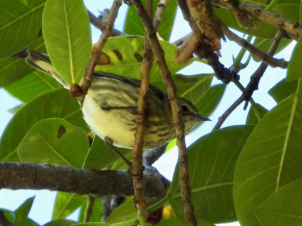 ホオアカアメリカムシクイ - ML645307654