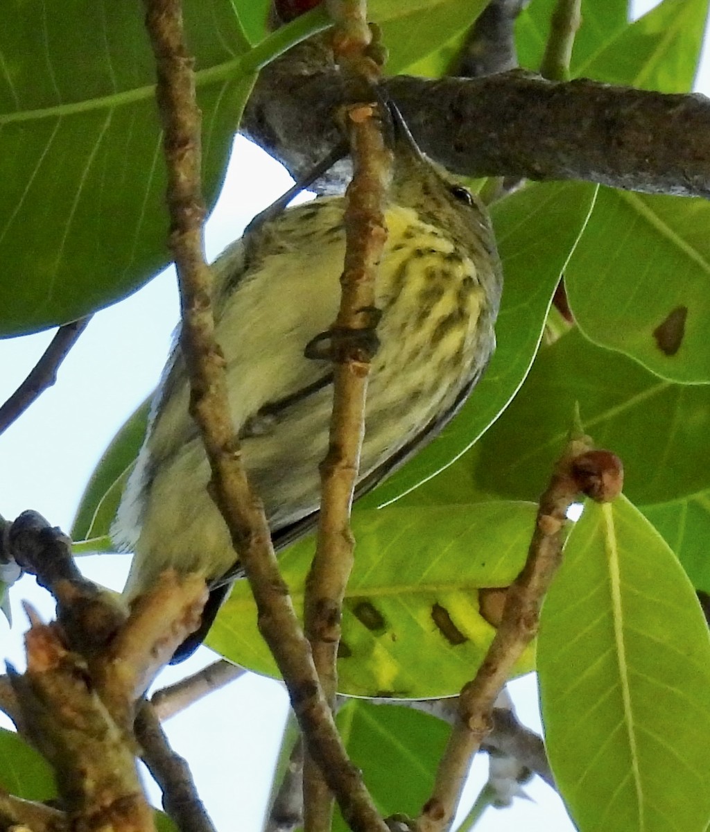 ホオアカアメリカムシクイ - ML645307656