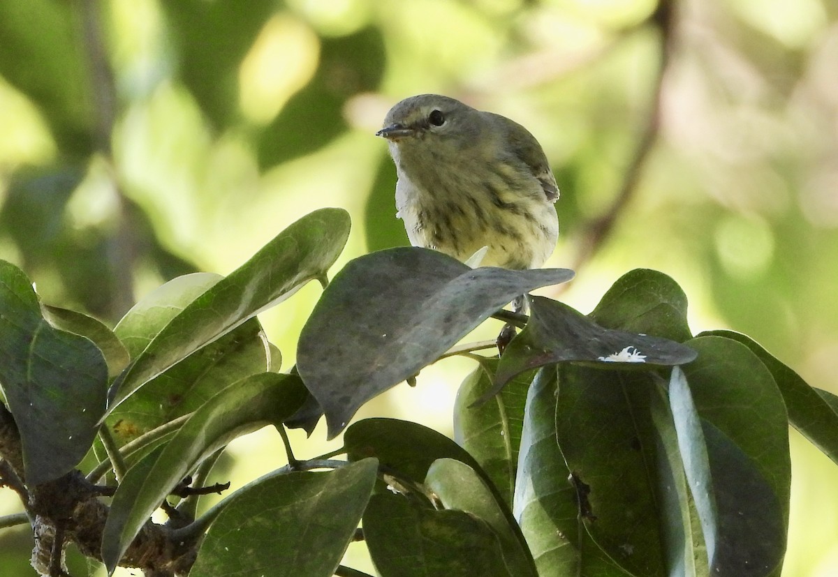 ホオアカアメリカムシクイ - ML645307658