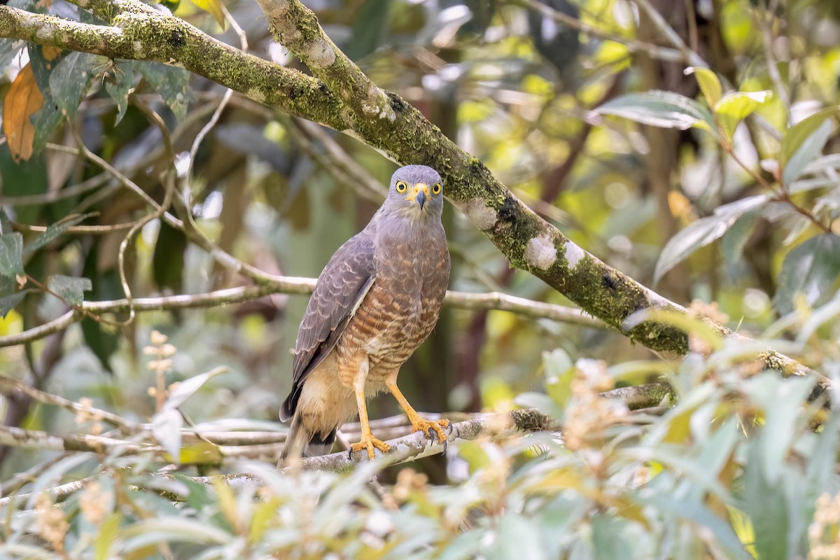 Yol Şahini - ML645307659