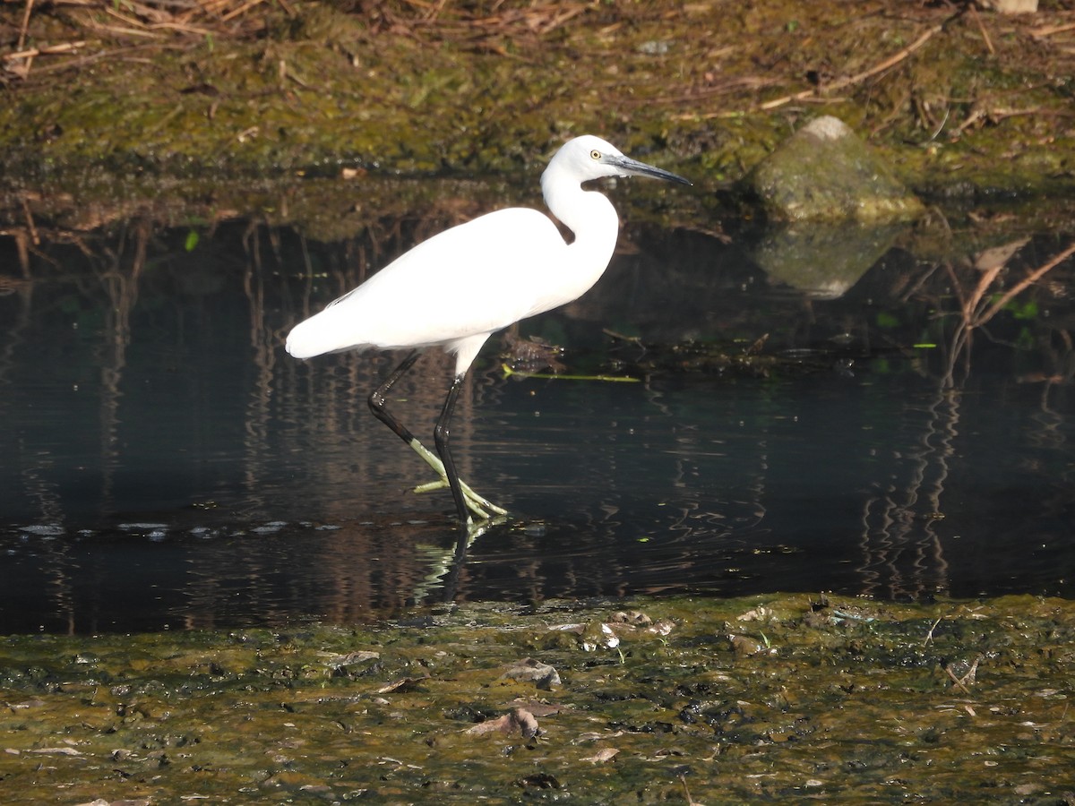 Aigrette garzette - ML645307664