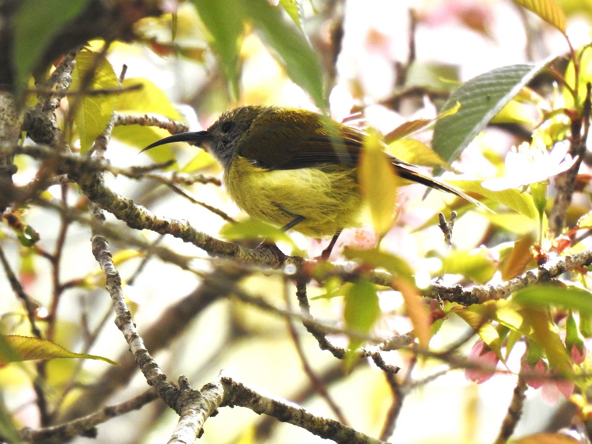 strdimil indomalajský - ML645307680