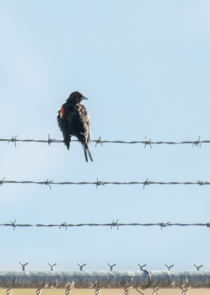 Red-winged Blackbird - ML645307685