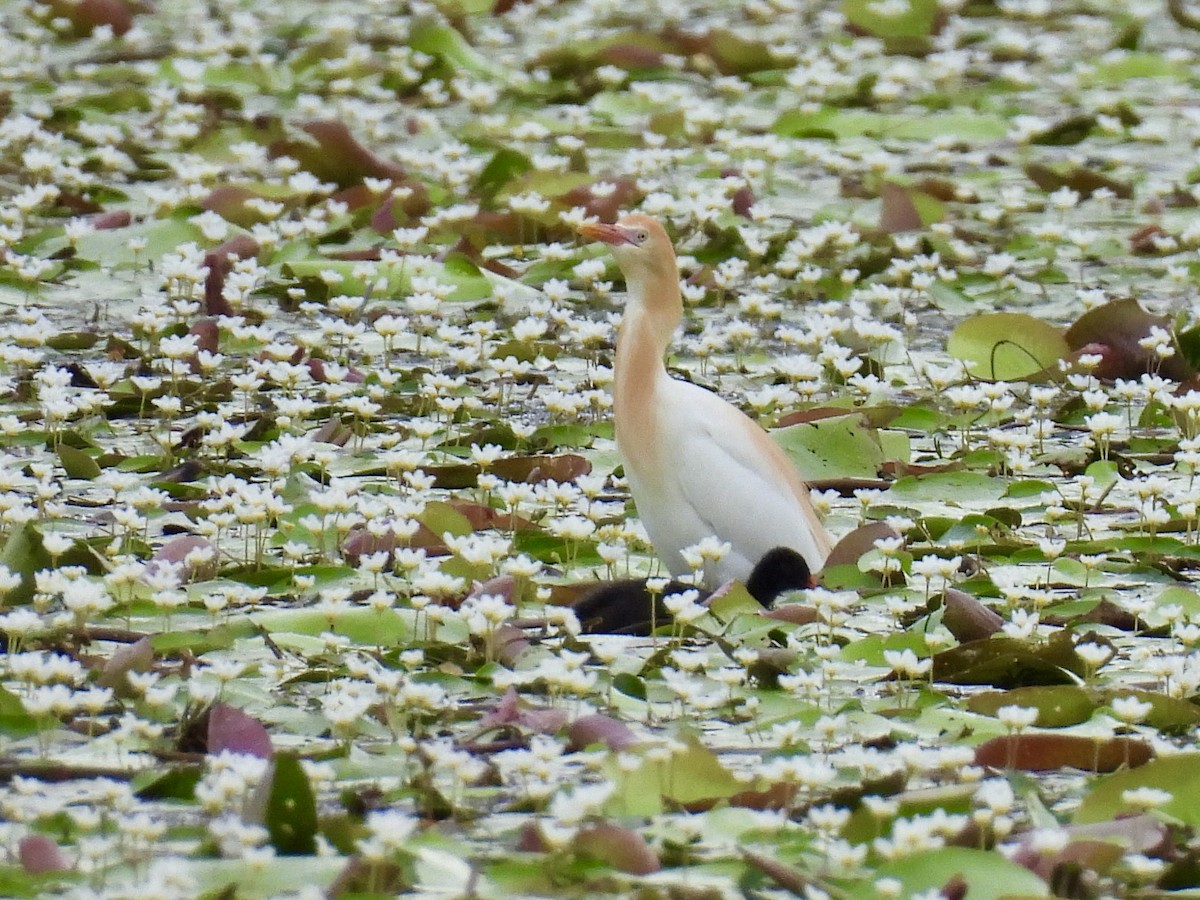 Eastern Cattle-Egret - ML645307688
