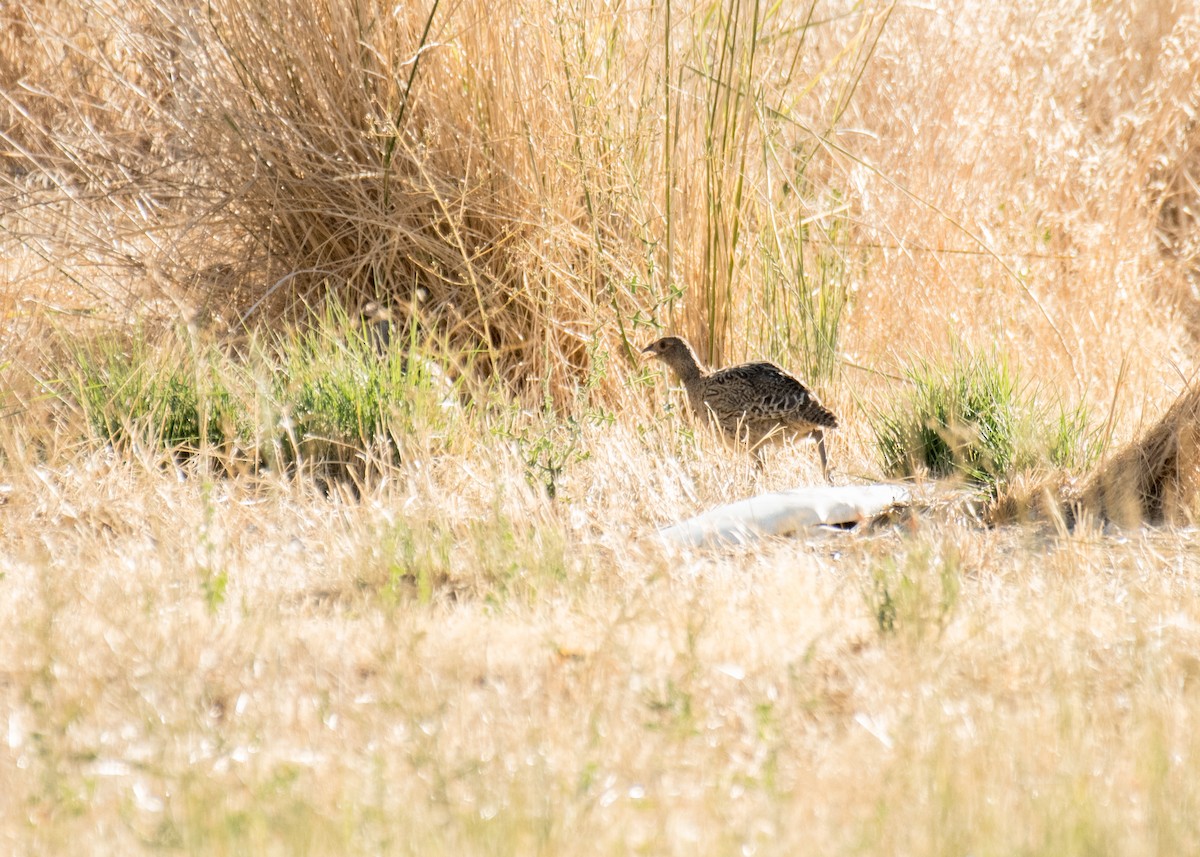 Фазан звичайний - ML645307689