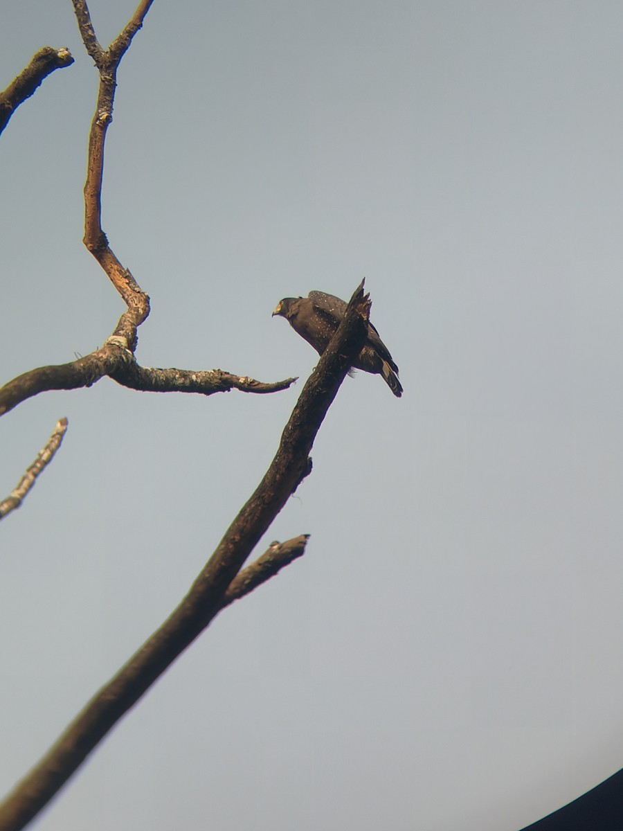 Змієїд чубатий - ML645307691