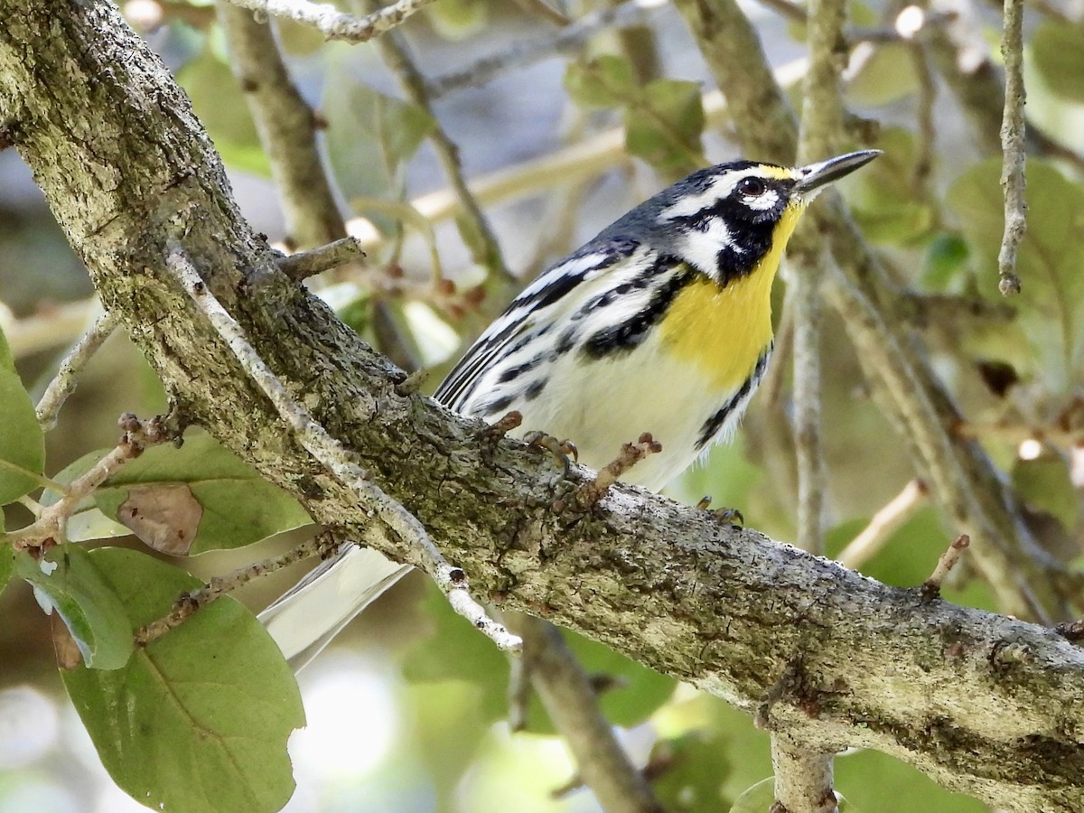 Пісняр-лісовик чорнощокий - ML645307692