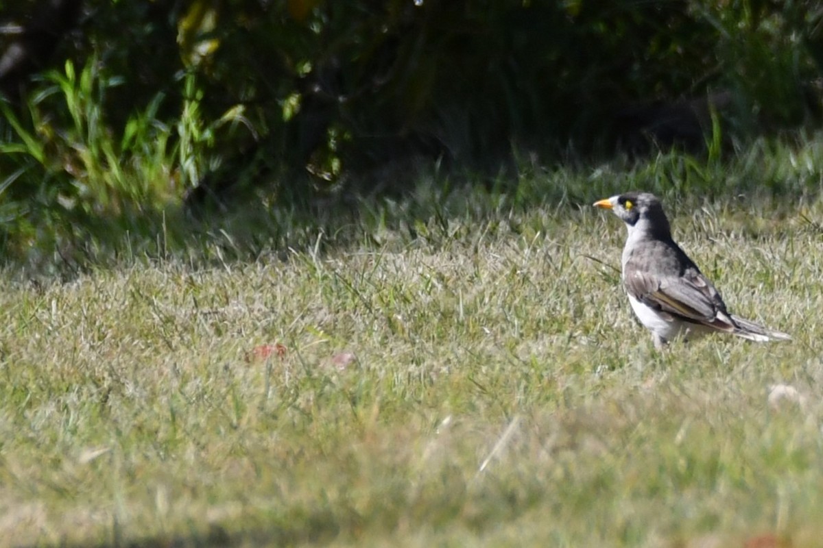 Манорина маскова - ML645307693