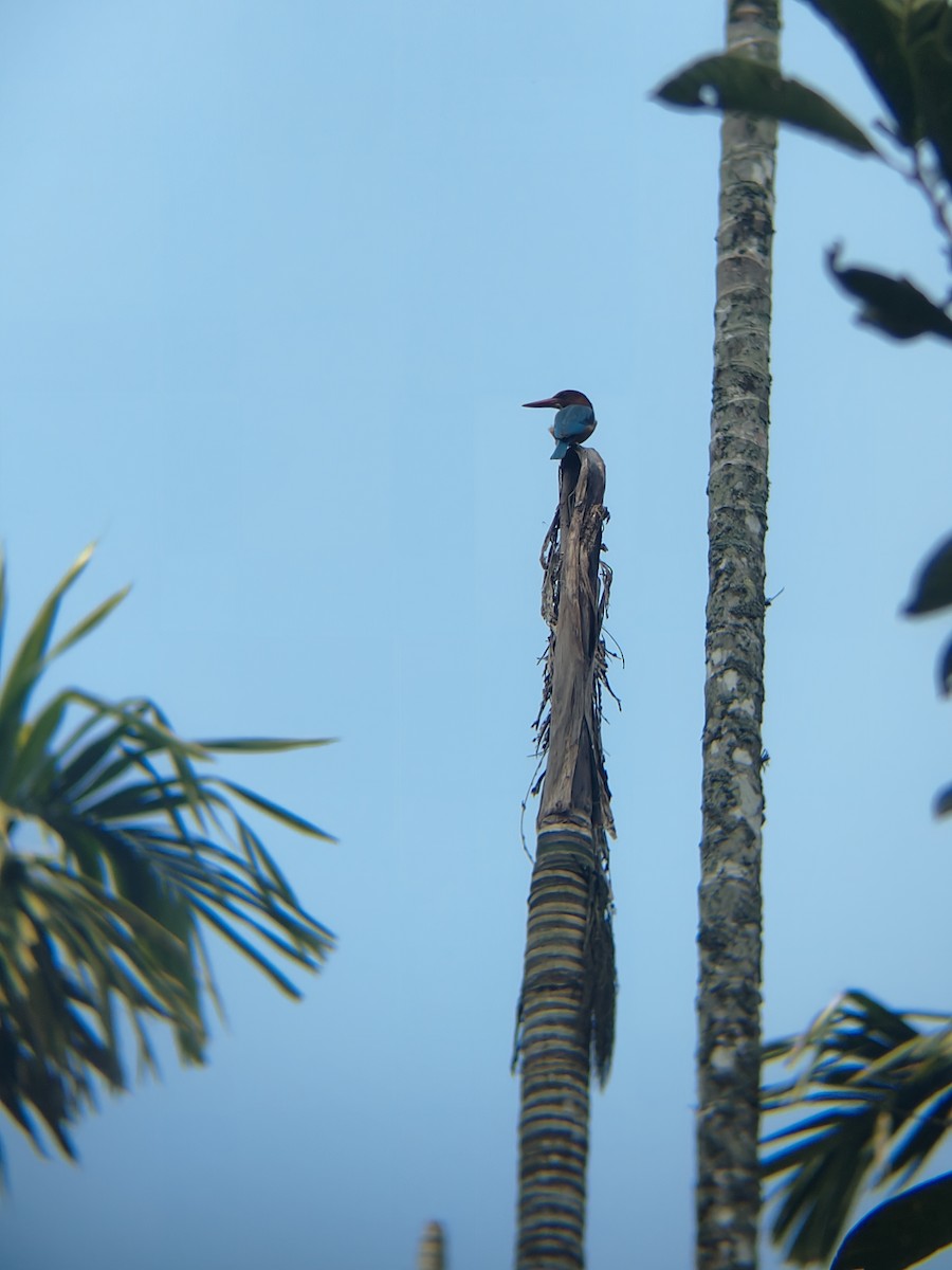 Альціон білогрудий - ML645307696