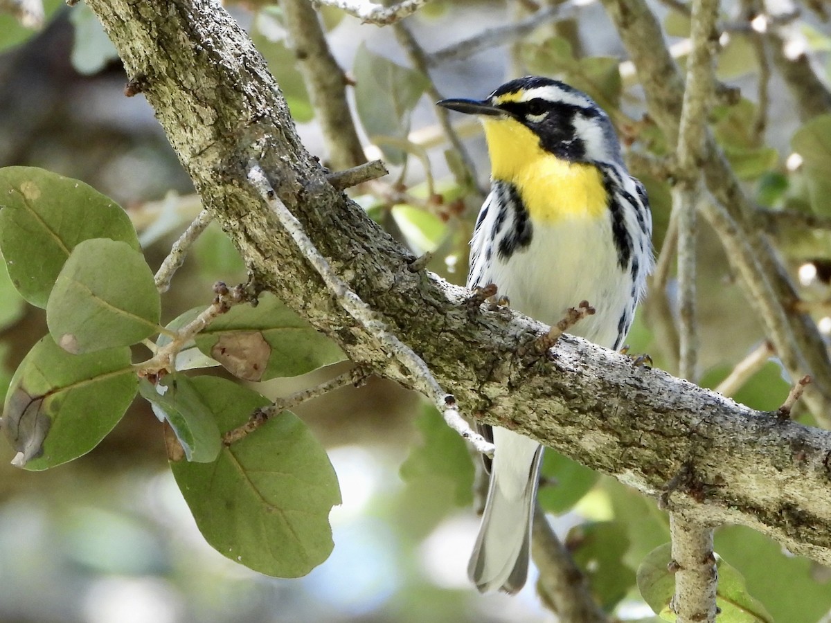 Пісняр-лісовик чорнощокий - ML645307697