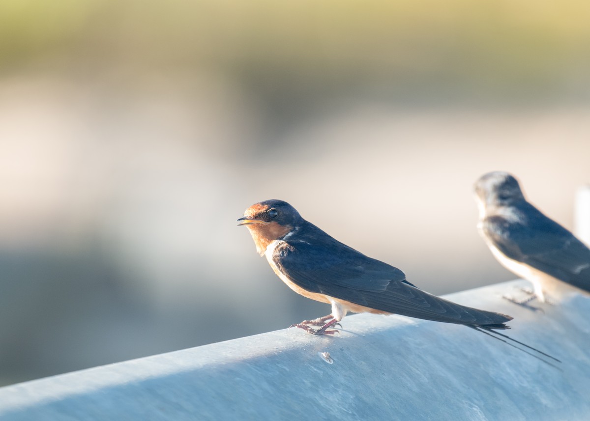 Ластівка сільська - ML645307698