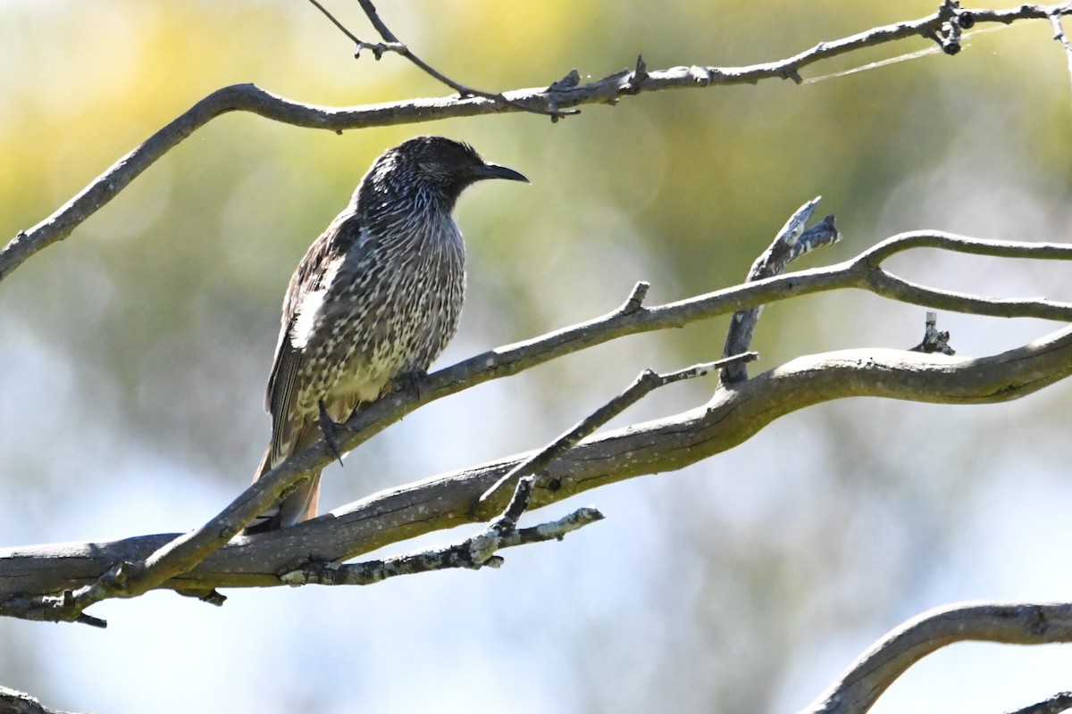 Медолюб-сережник східний - ML645307699