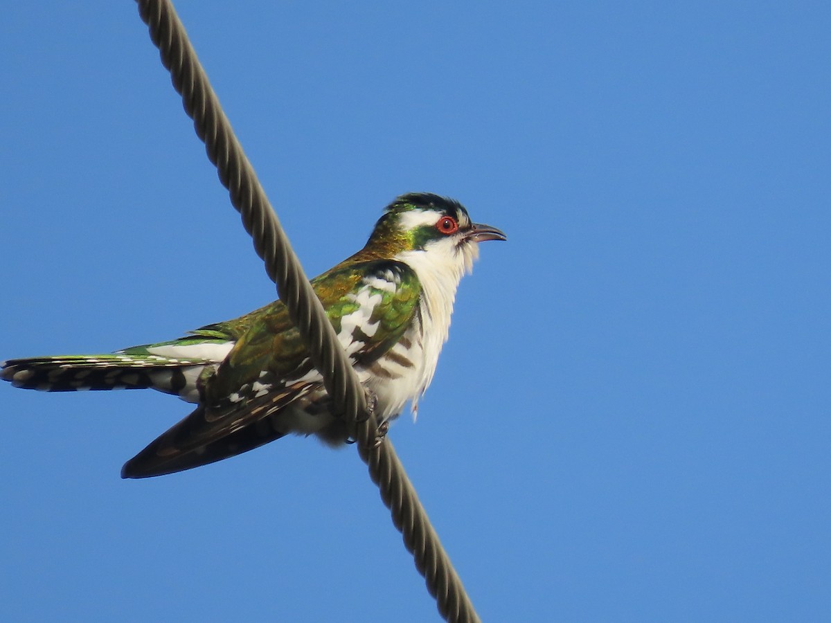 Дідрик білощокий - ML645307700