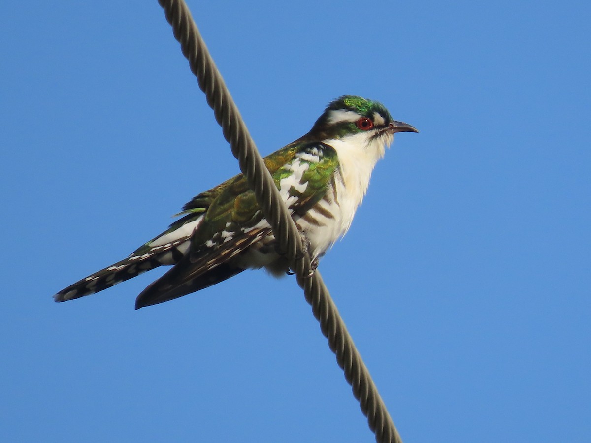 Дідрик білощокий - ML645307701