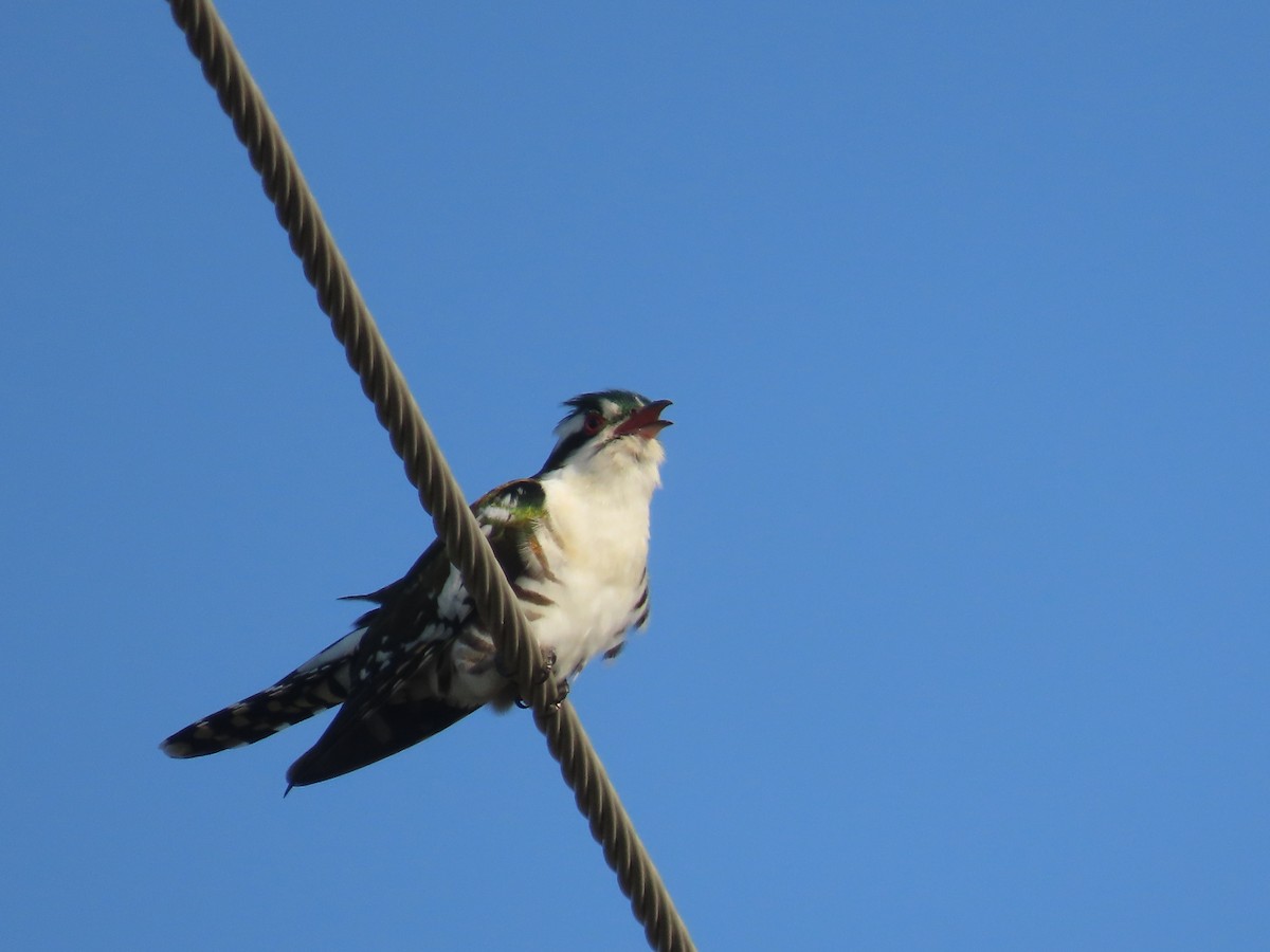 Дідрик білощокий - ML645307702