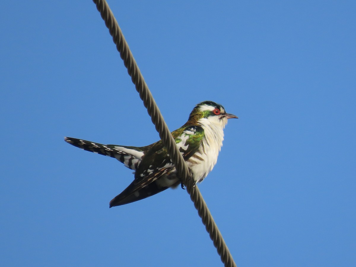 Дідрик білощокий - ML645307703