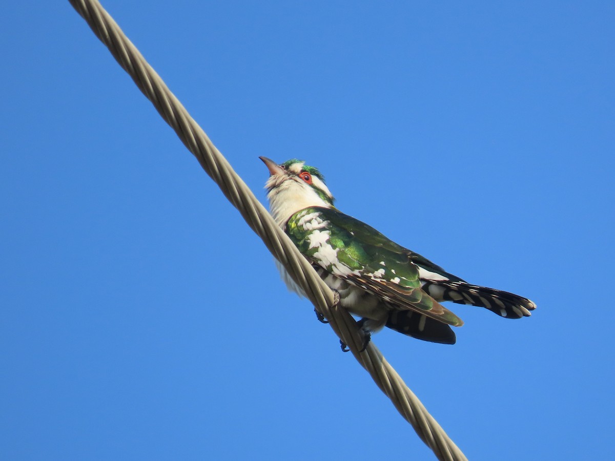 Дідрик білощокий - ML645307704