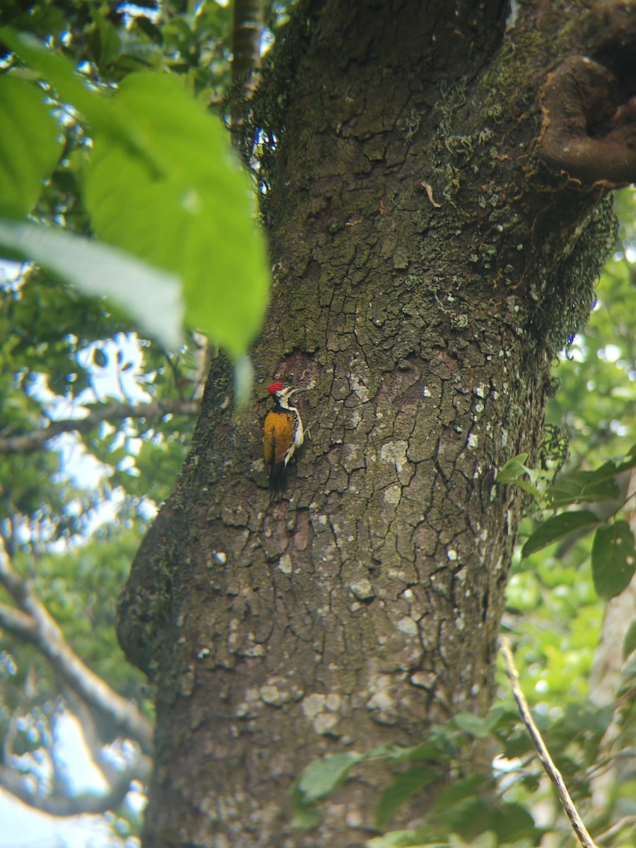 Дзьобак чорногузий - ML645307705