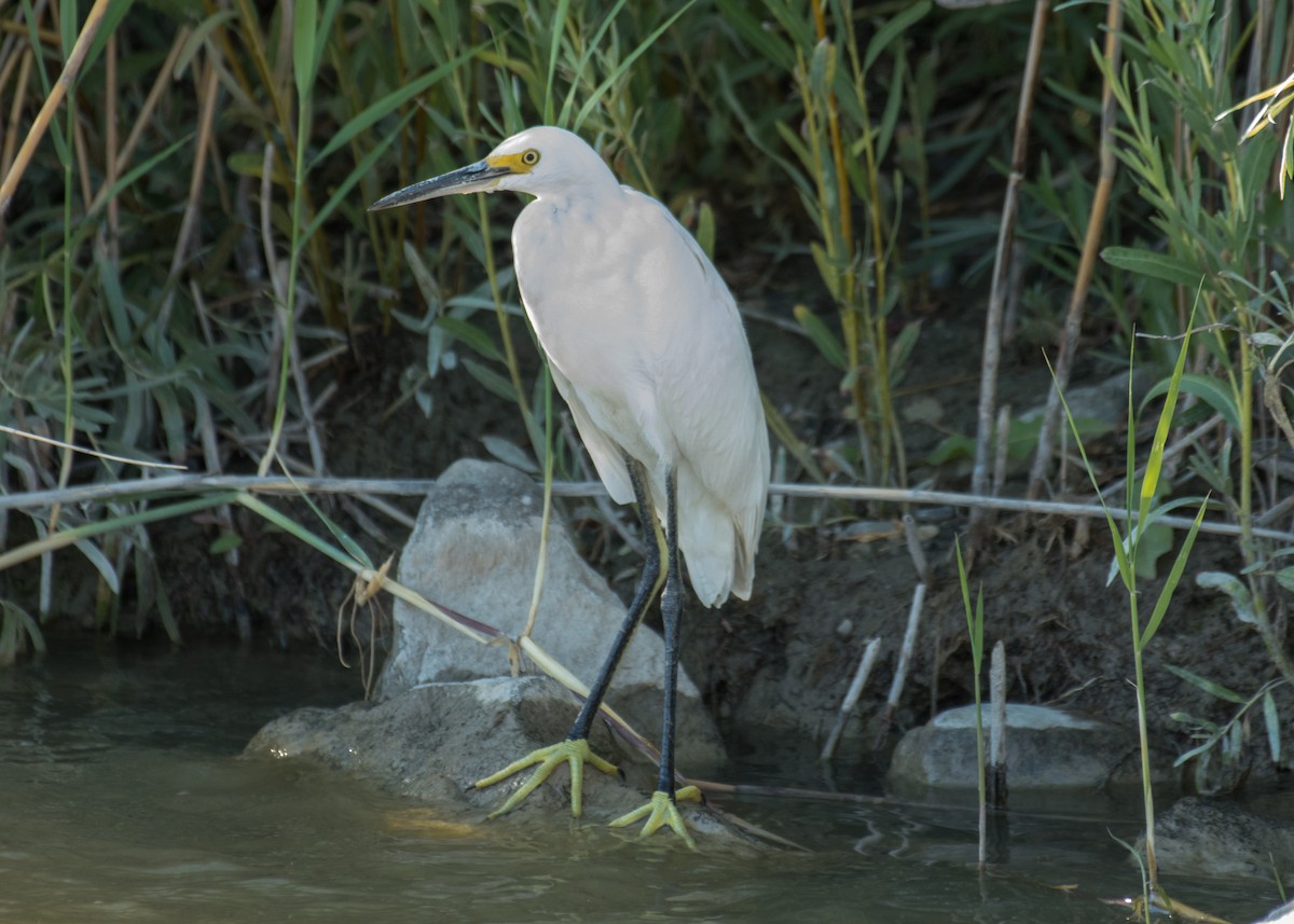 Чепура американська - ML645307706