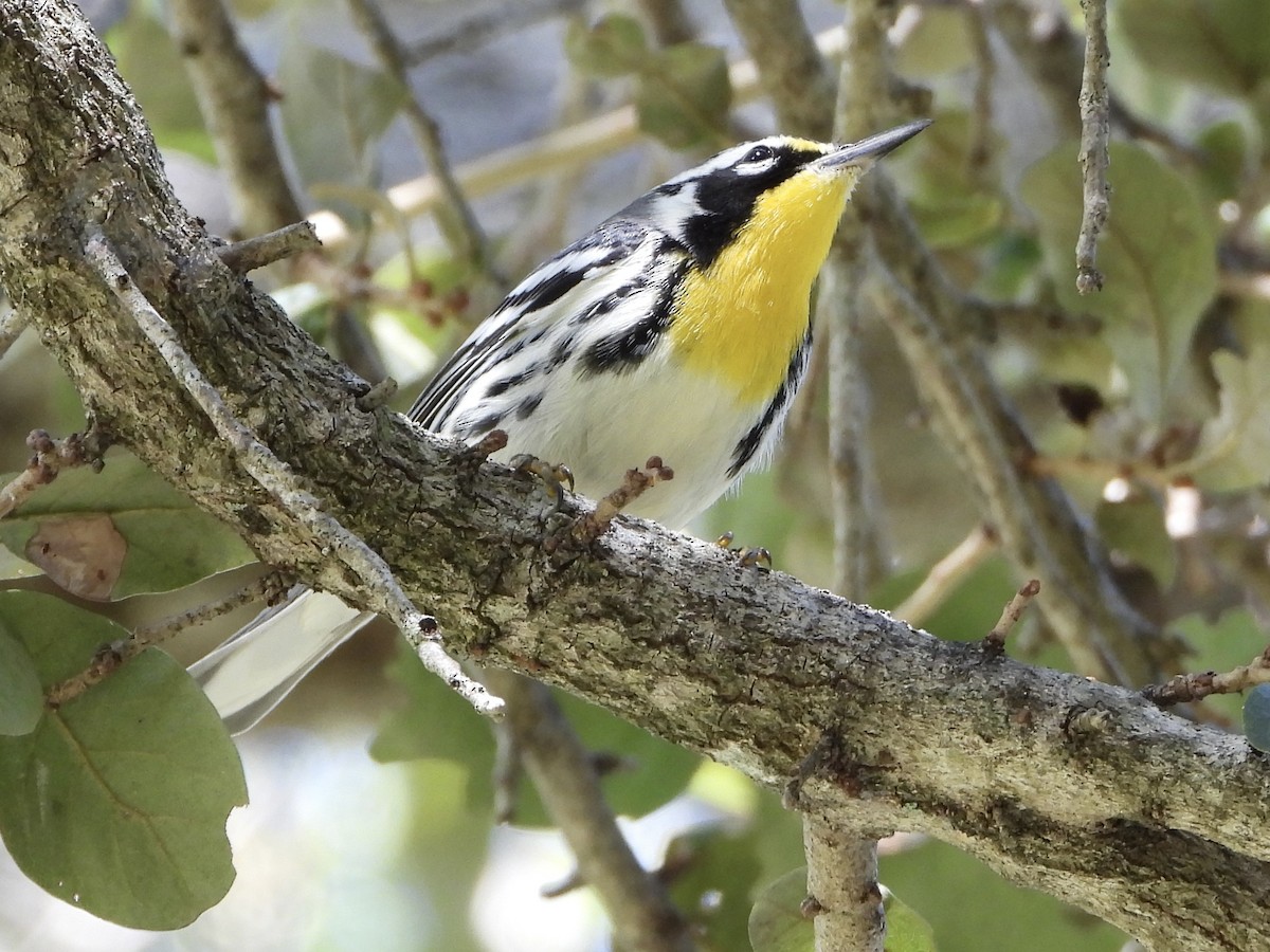 Пісняр-лісовик чорнощокий - ML645307707