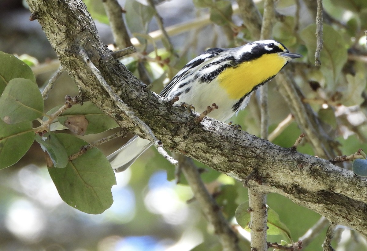Пісняр-лісовик чорнощокий - ML645307708